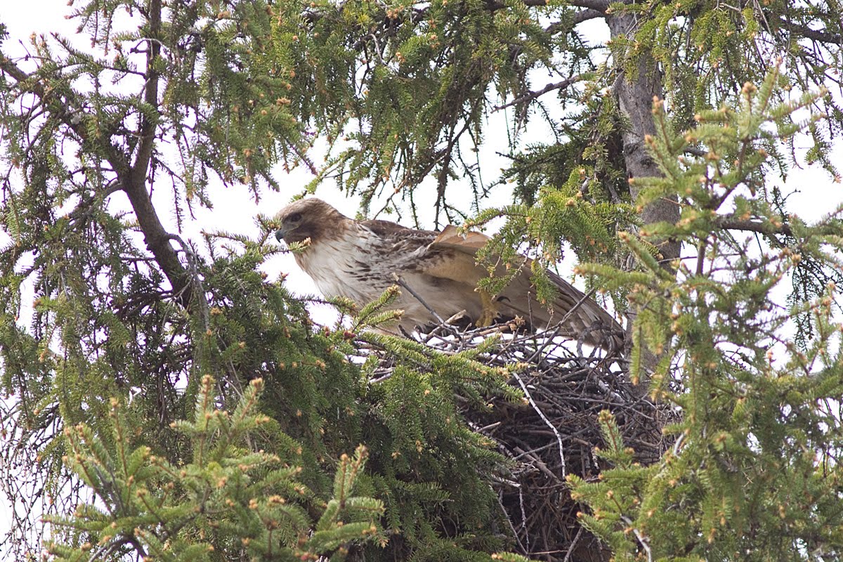 RedTailed Hawk Nest 20092017 Red Tailed hawk hunting around the nest