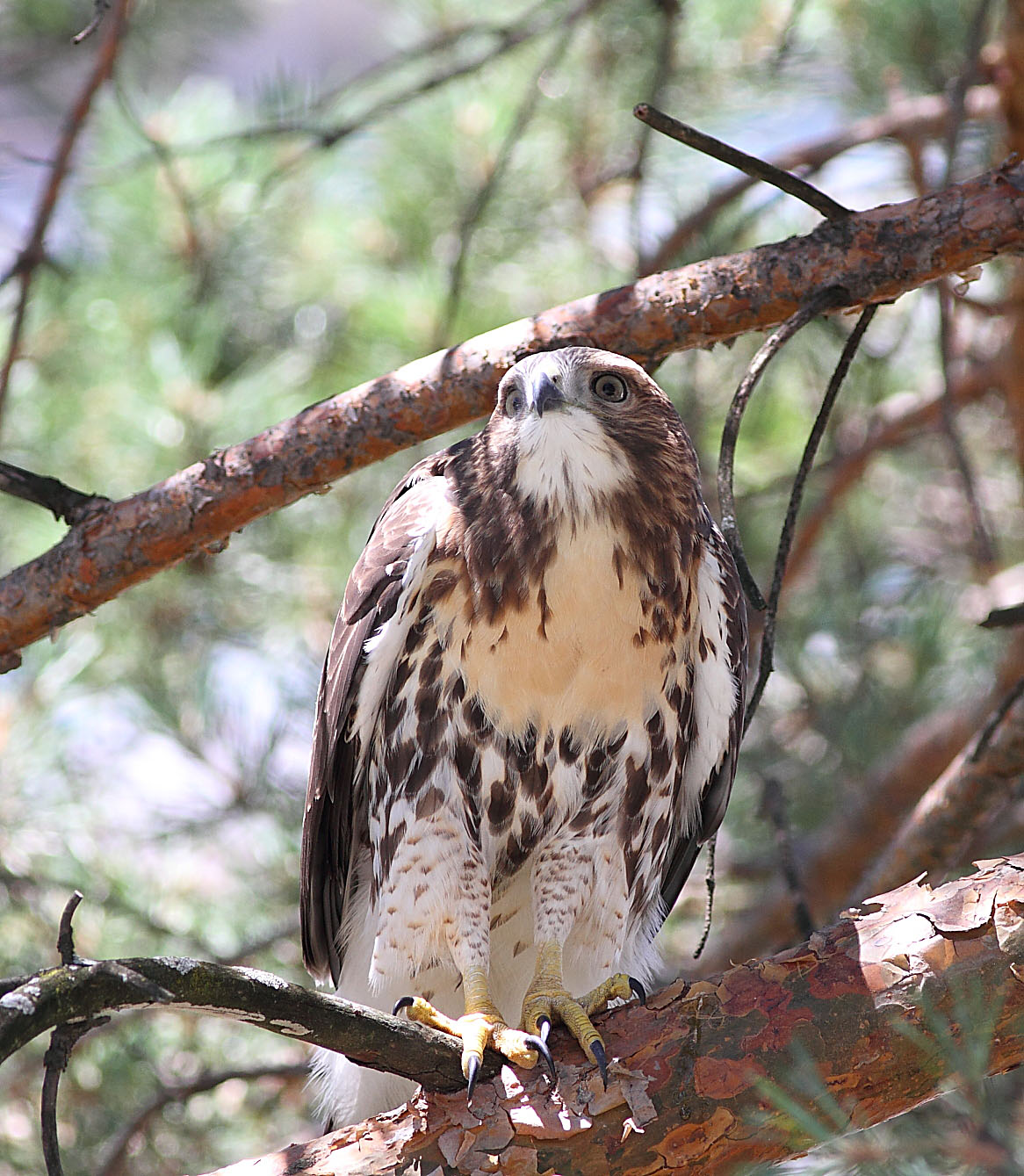 RedTailed Hawk Nest 20092017 Juvenile RedTailed hawks hunting in