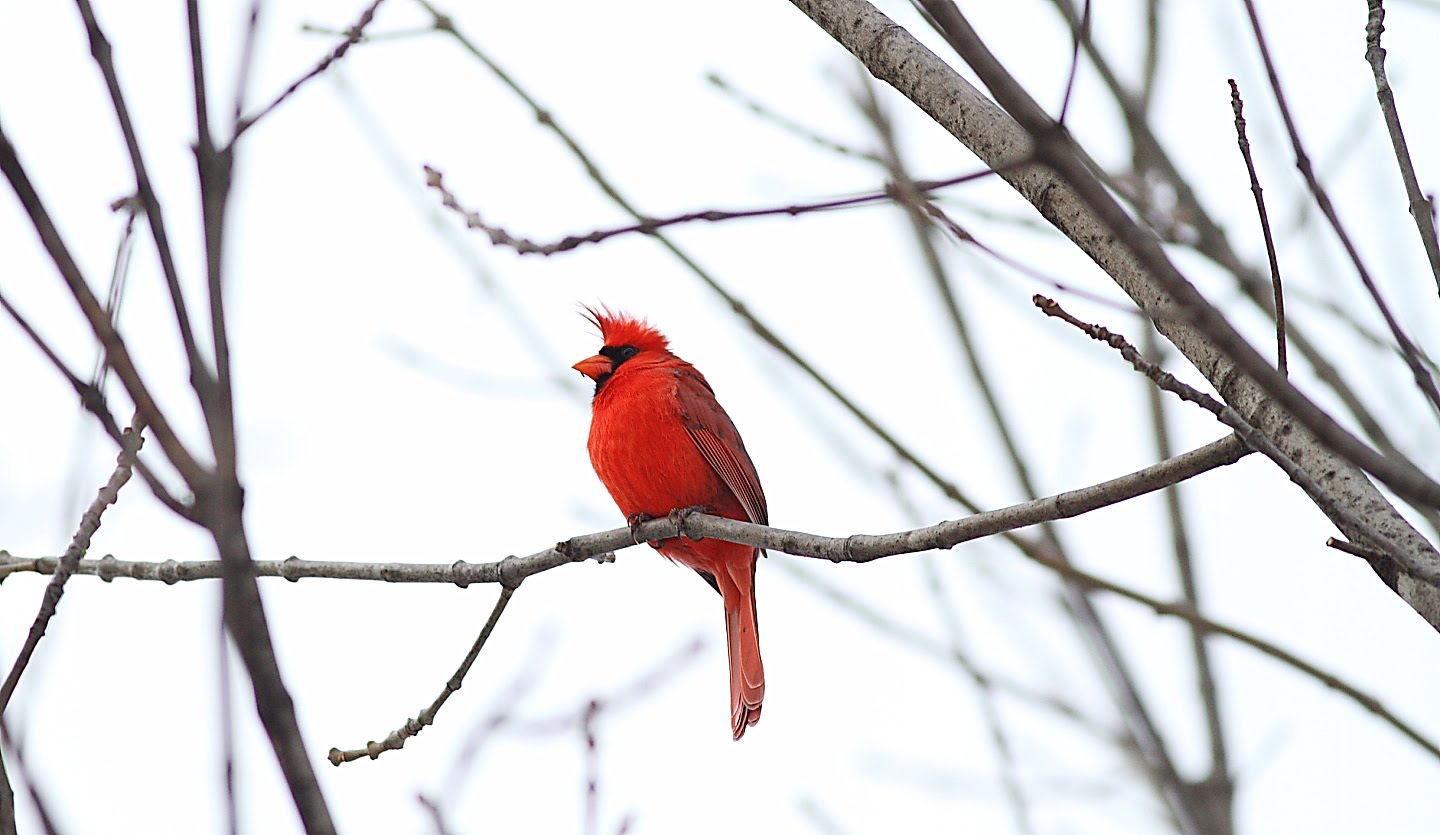Red Cardinal Snow