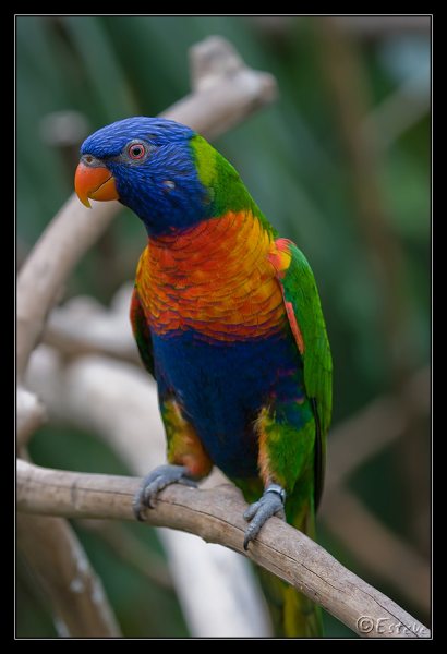 COMPRO LOROS compro loros: