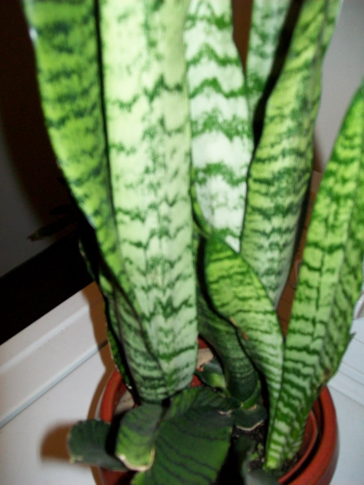 Ducky�s little rainbow flower pot Snake Plant