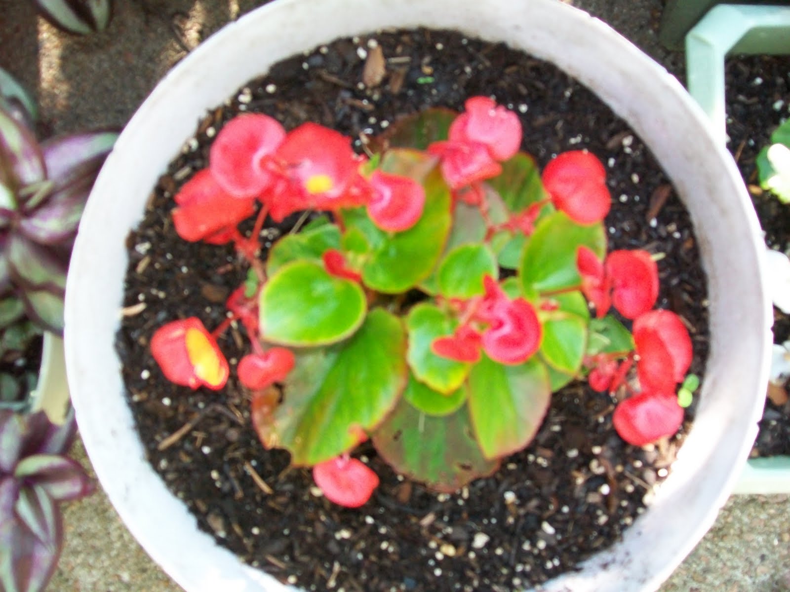 Ducky's little rainbow flower pot Begonia