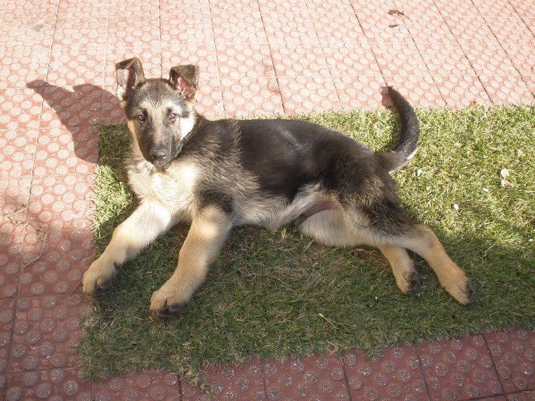 Oscar - 3 meses 15 kg