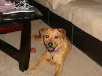Our Dog Lucy