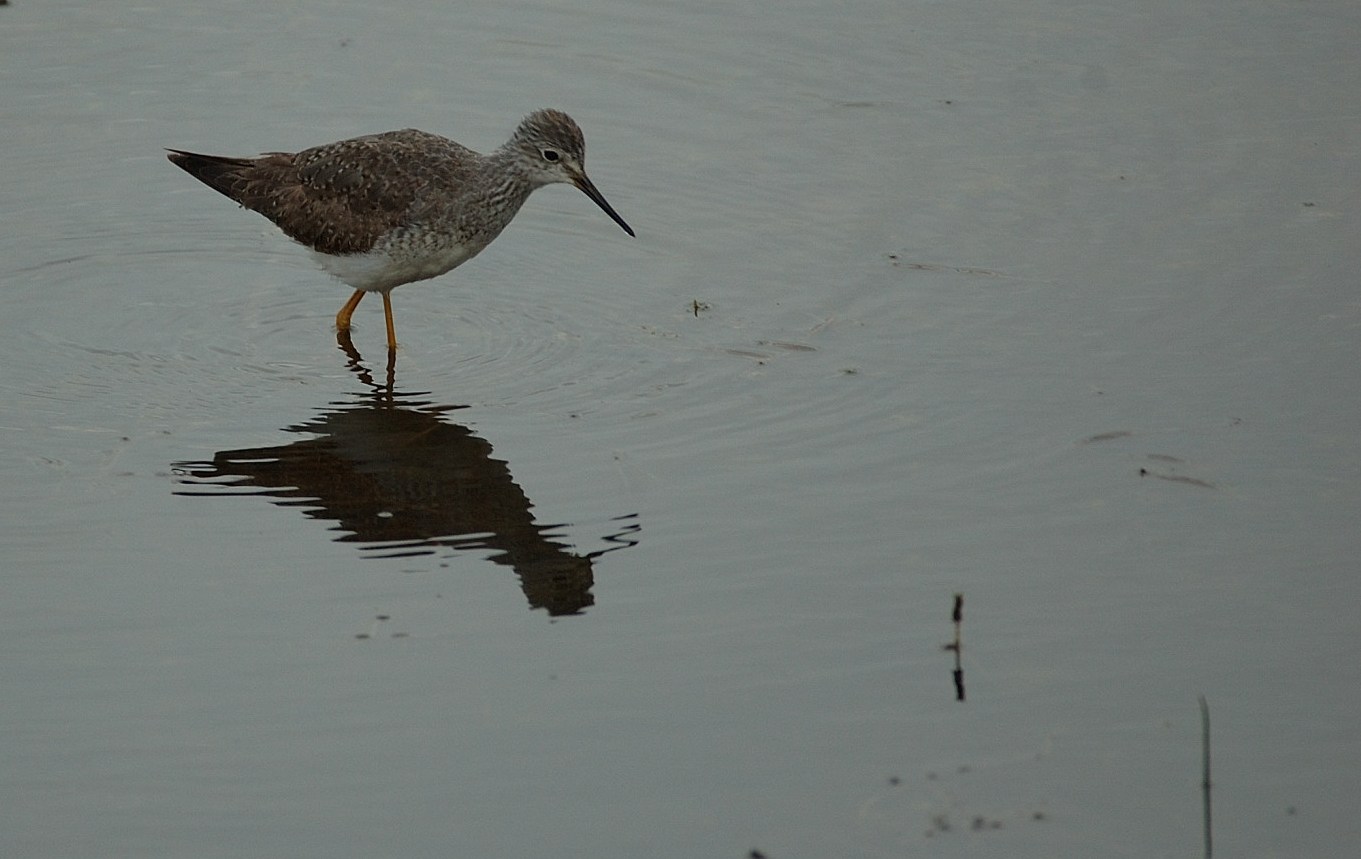 [Lesser+Yellowlegs1.JPG]