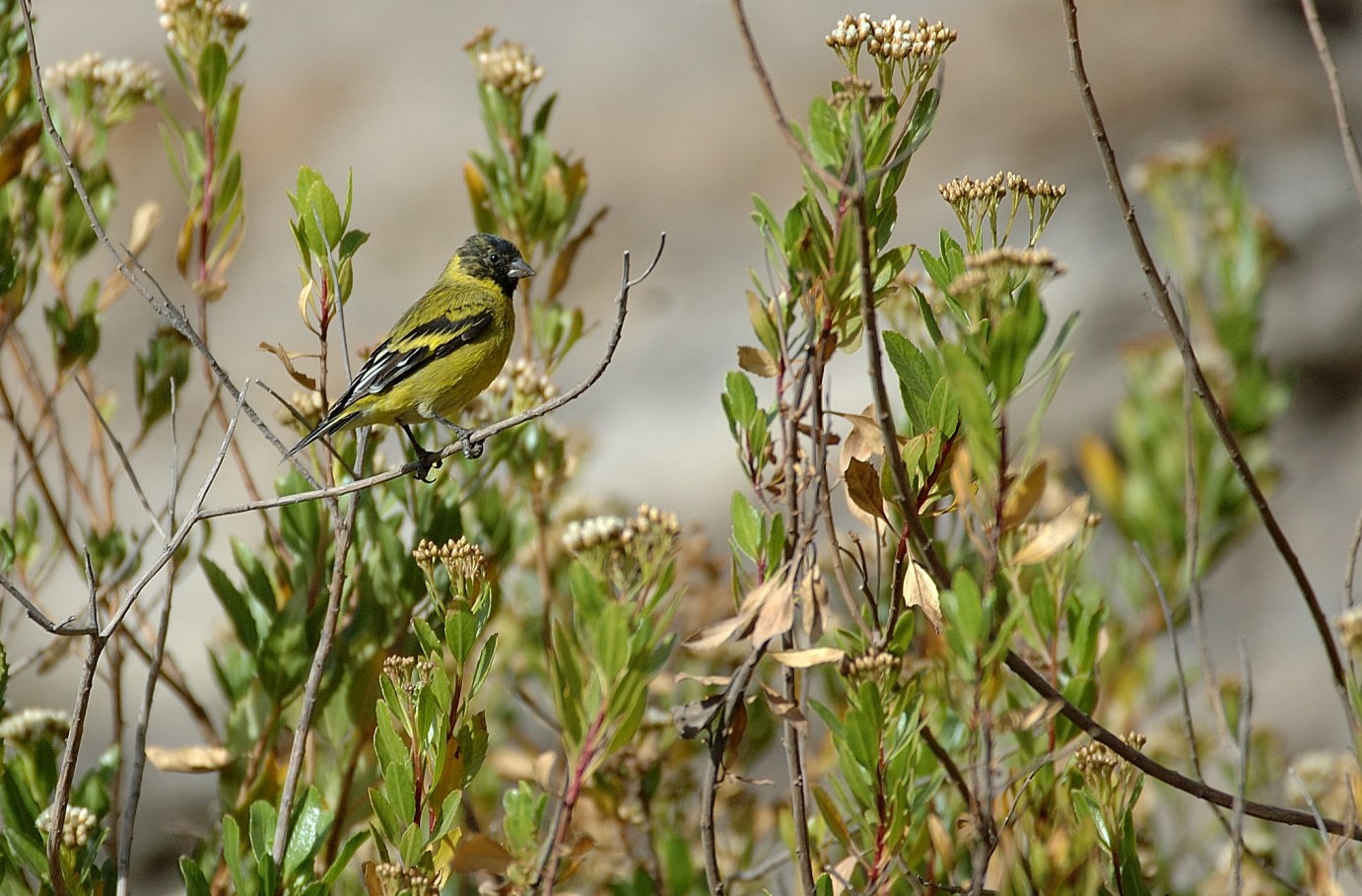 [Thick-billed+Siskin.JPG]