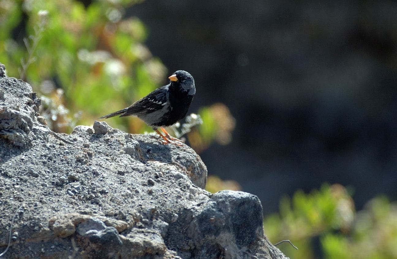 [Mourning+Sierra-Finch.JPG]