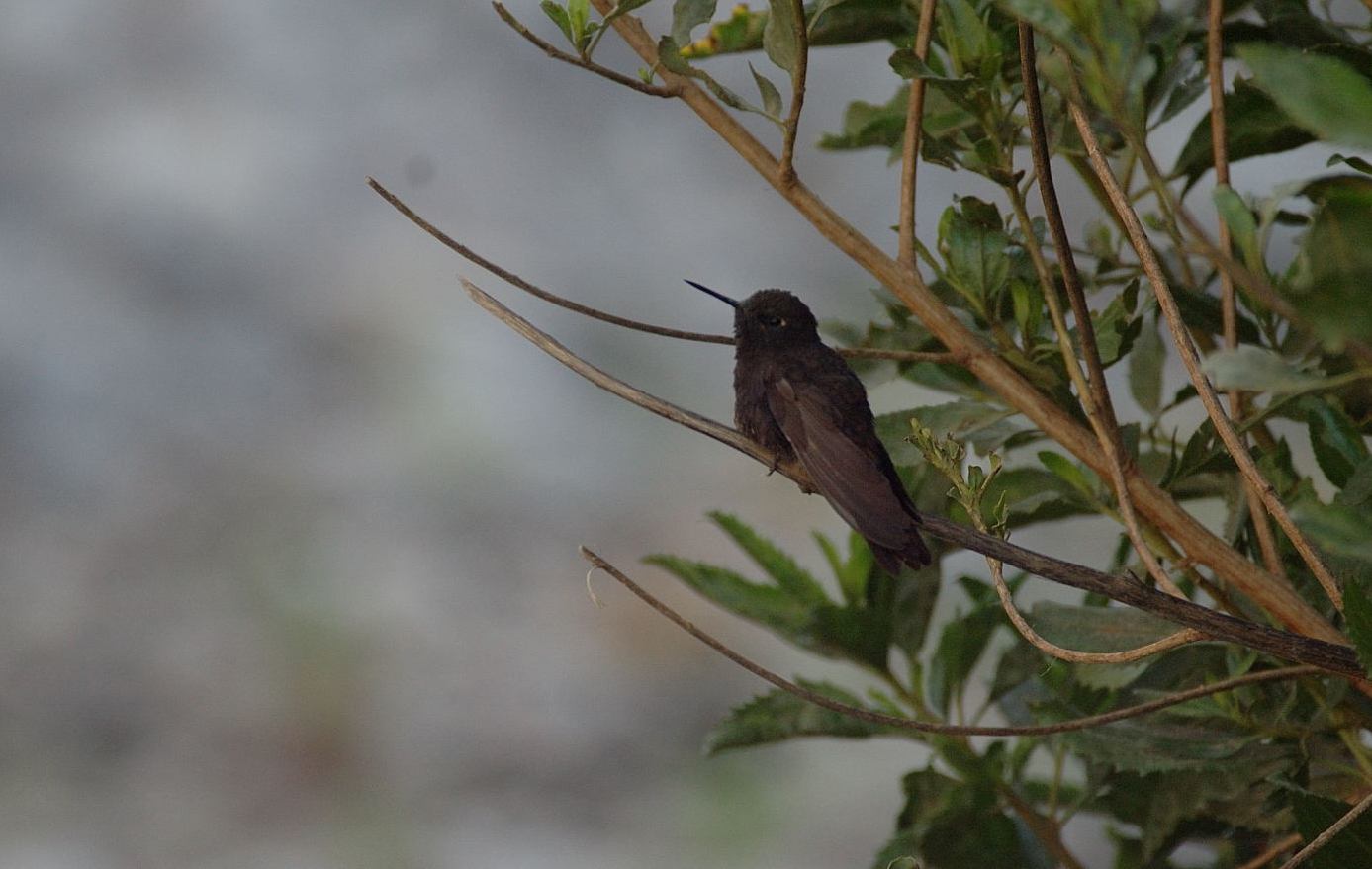 [Black+Metaltail+7.JPG]