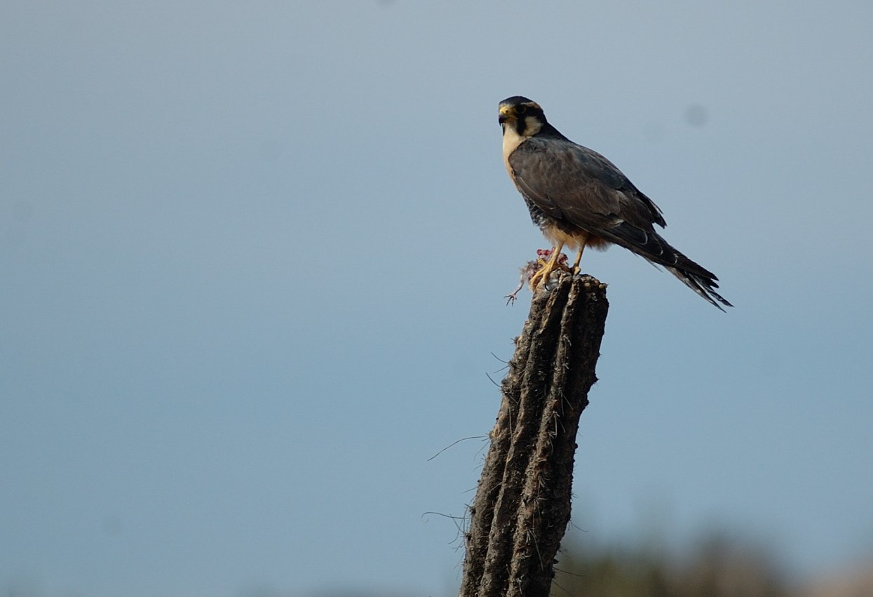 [Aplomado+Falcon+1.JPG]