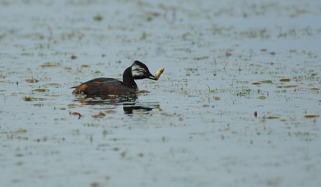 [White-tufted+Grebe.JPG]