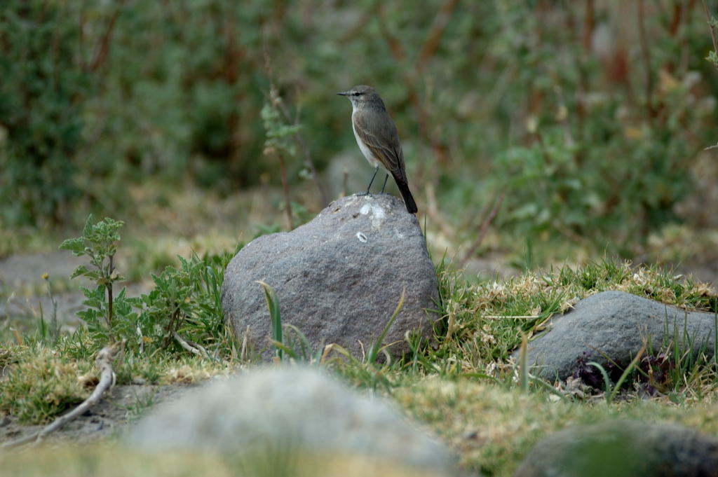 [Spot-billed+G-T2.JPG]