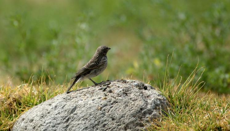 [Ash-br.+Sierra-Finch.JPG]