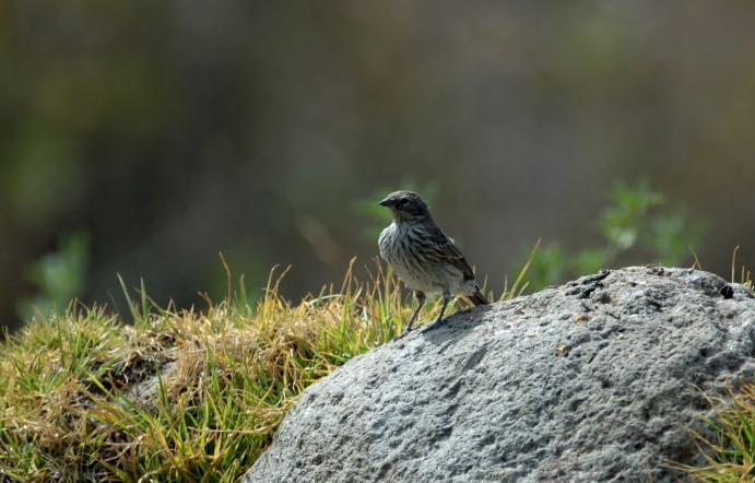 [Ash-br.+Sierra-Finch2.JPG]