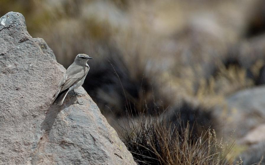 [Plain-c+Ground-Tyrant1.JPG]