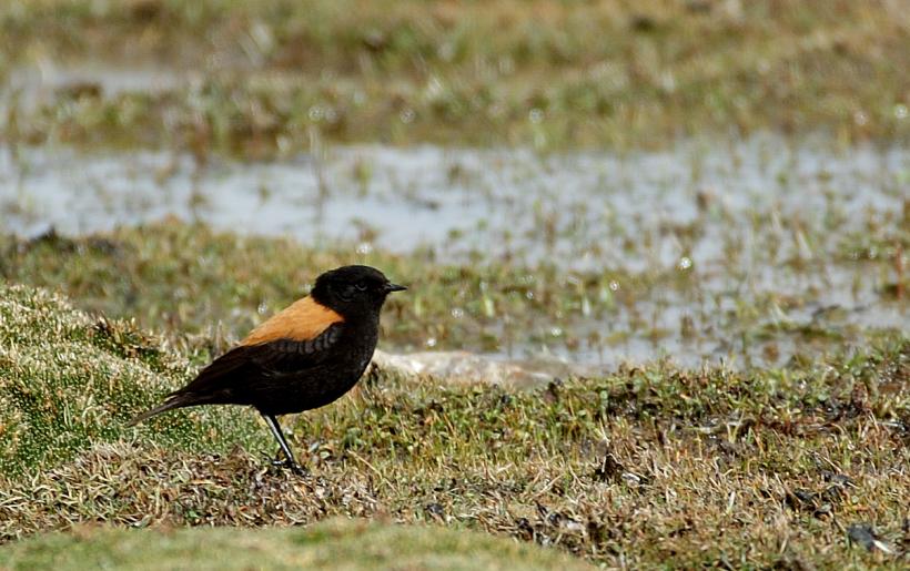 [Andean+Negrito+2.JPG]