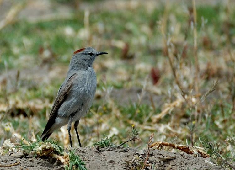 [Rufous-naped+Ground-Tyrant.JPG]