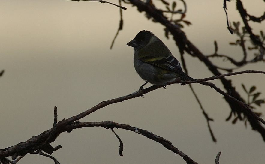 [Thick-billed+Siskin3.JPG]