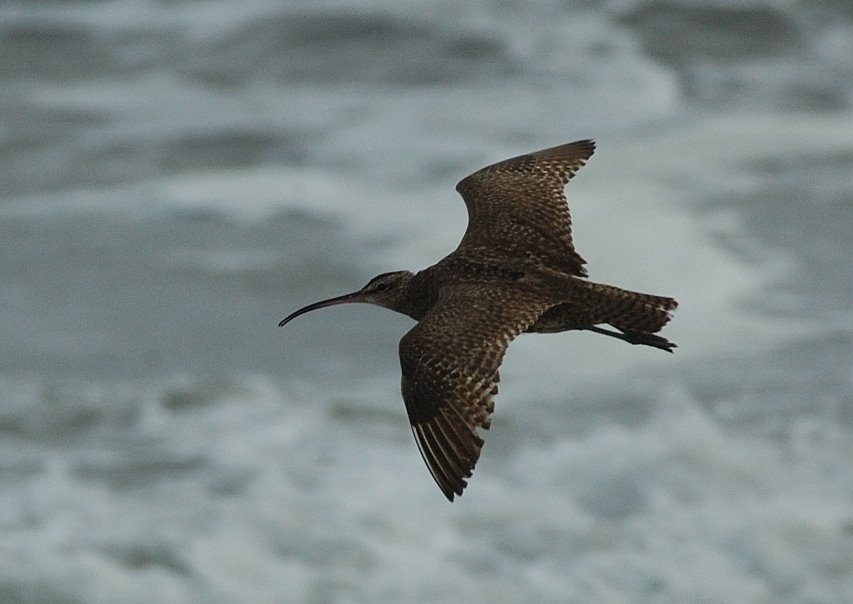 [Hudsonian+Whimbrel1.JPG]