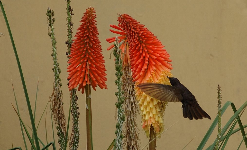 [Black+Metaltail11.JPG]