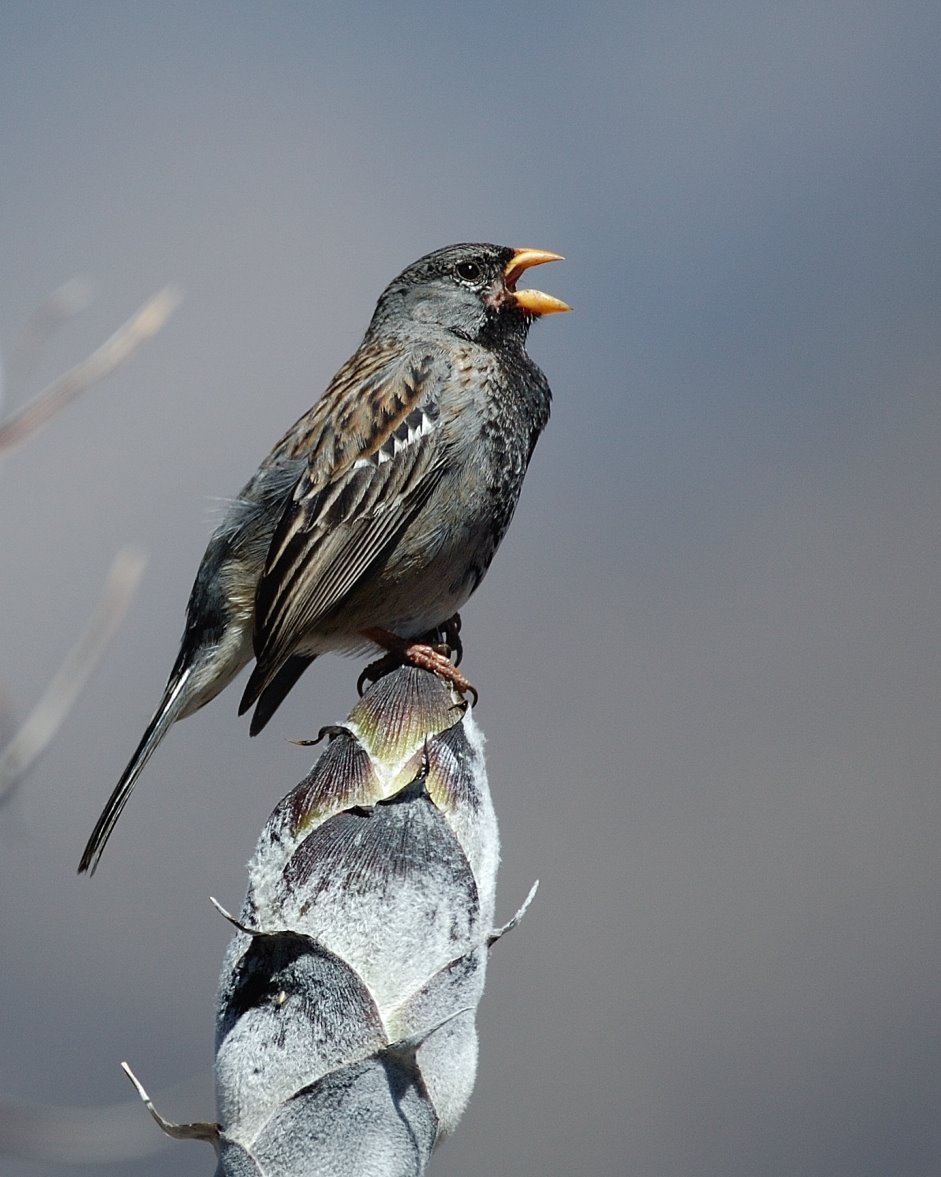 [Mourning+Sierra-Finch10.JPG]
