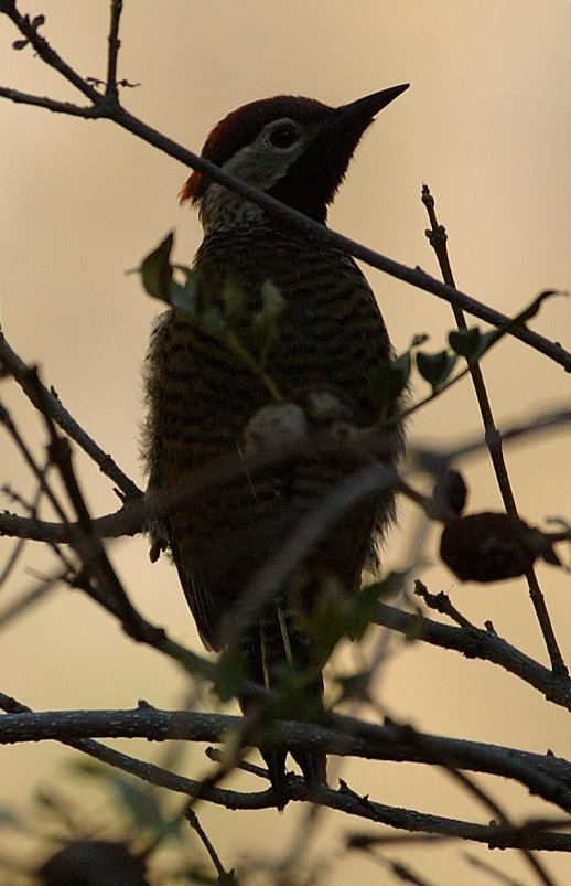 [Black-necked+Woodpecker+14.JPG]