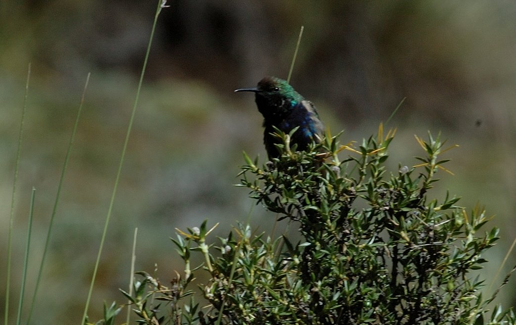 [Olivaceous+Thornbill+1.JPG]