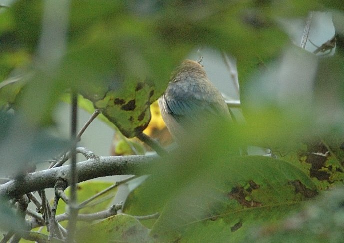 [Tanager+sp.+7.JPG]