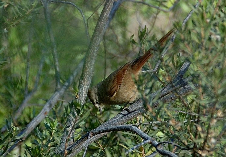 [Brown-capped+Tit-Spinetail.JPG]
