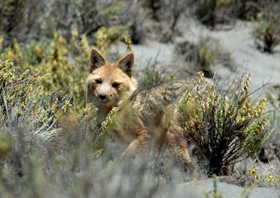 Andean Fox