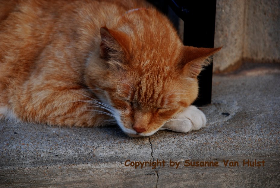 [Cat+on+Steps+KingStreet+Close+up.jpg]