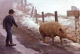 a day no pigs would die essay a day no pigs would die essay