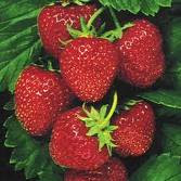 manfaat buah strawberry