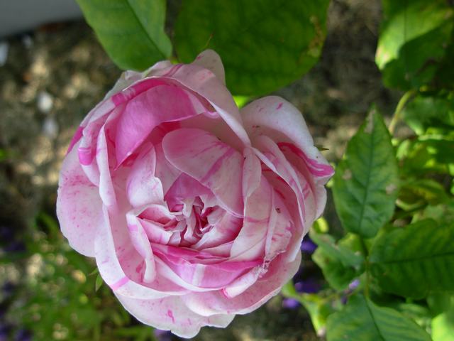[DSCN6309.JPG]