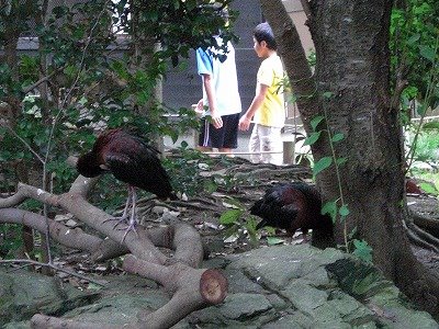 [ブロンズトキ.jpg]