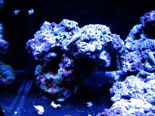 Stick Coral