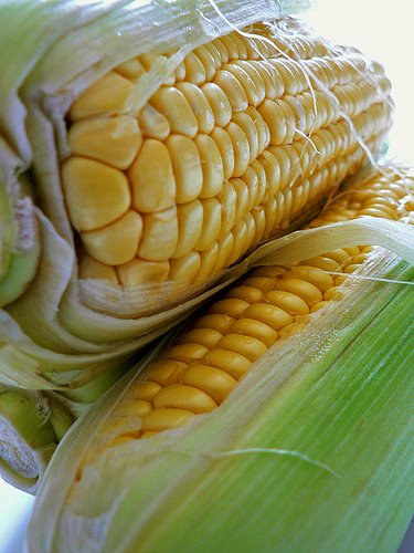 [corn_cob.jpg]