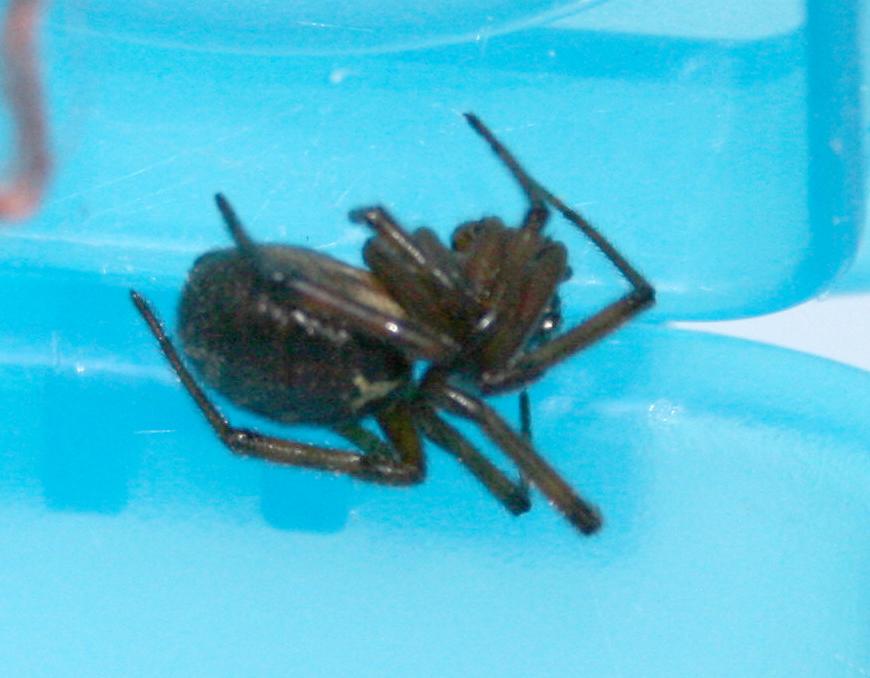 [bl-aranha_2393.JPG]