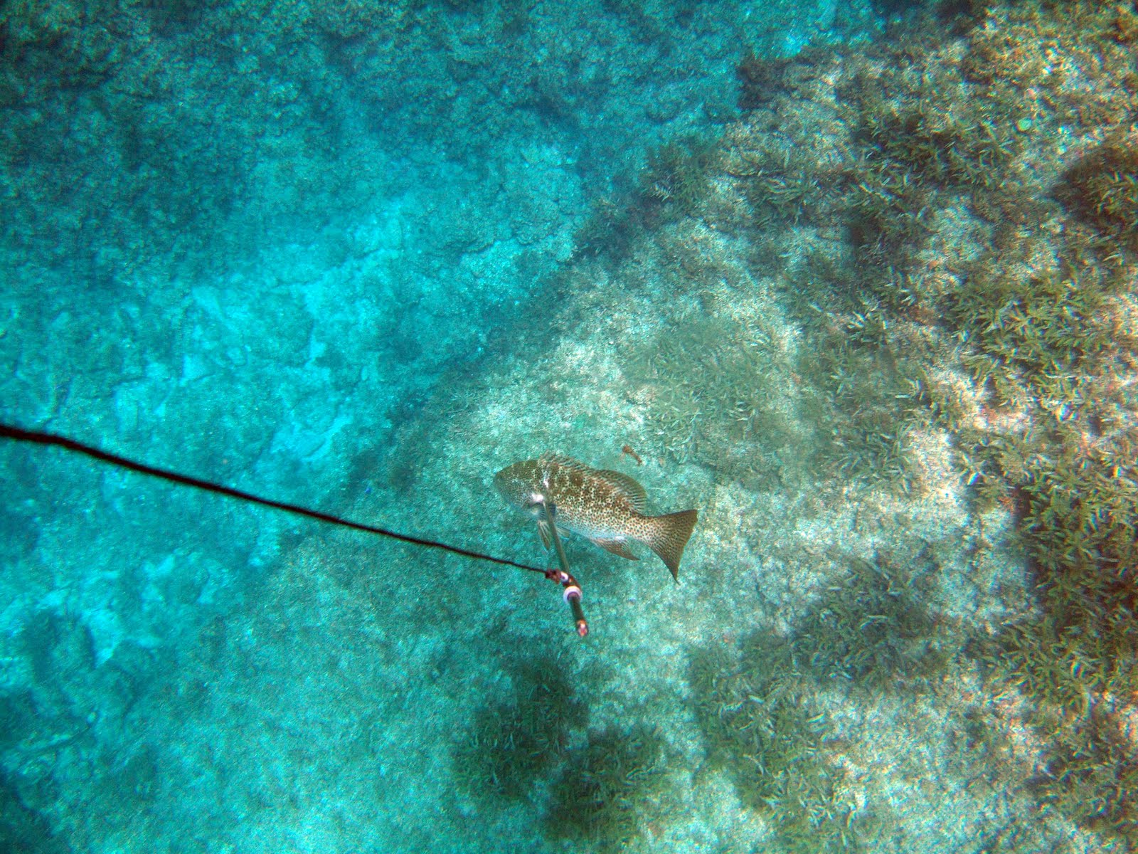 Fishing, Diving and Spearfishing Reports and Pictures San Carlos