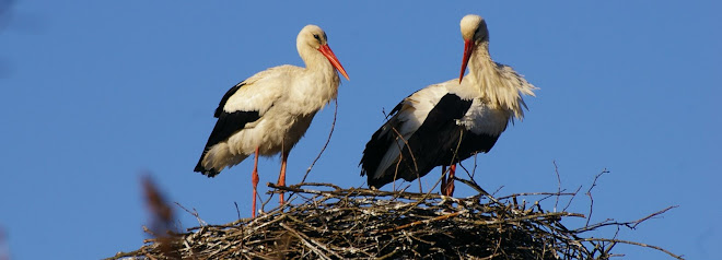 Meie küla kurepaar! Foto: Siim Artur