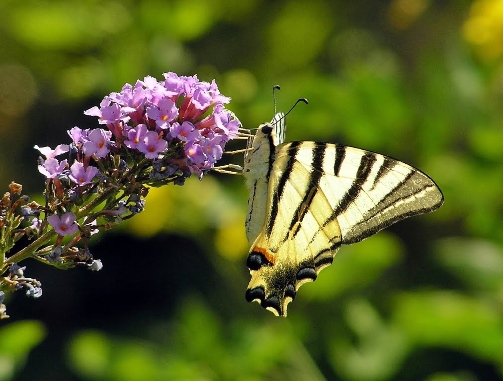 Birdwatching in Greece Butterflies of Southern Europe and