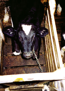 Veal Cruel