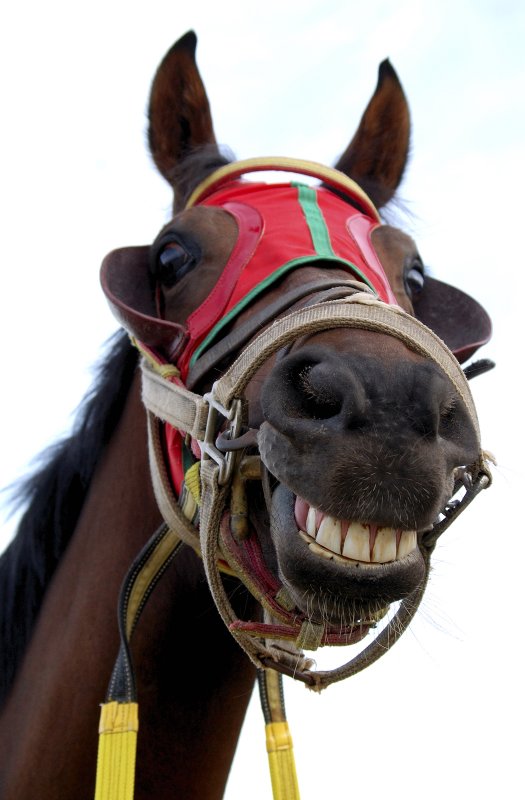 a dormir con variado de trolas