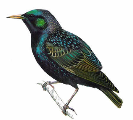 European Starling 5903 European Starling 5903