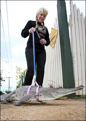 Krokodilai Australijoje
