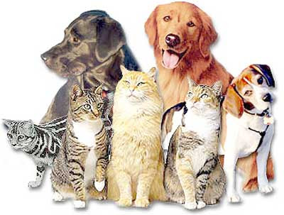 Banfield Pet Insurance