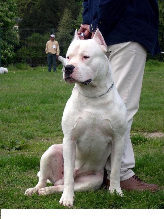 El Dogo, argentino por...