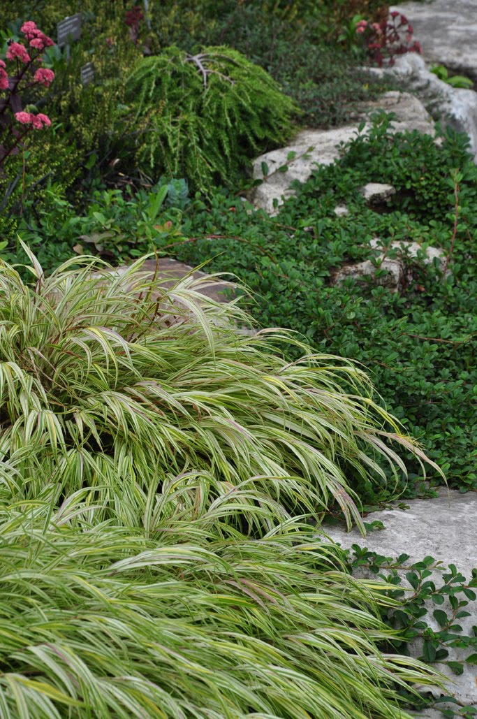 Asian garden grass Asian ladyboy moo
