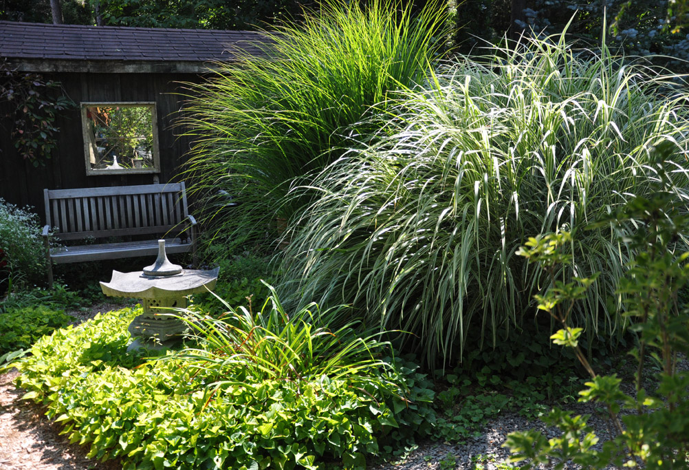 Three Dogs in a Garden A Celebration of Fall Grasses
