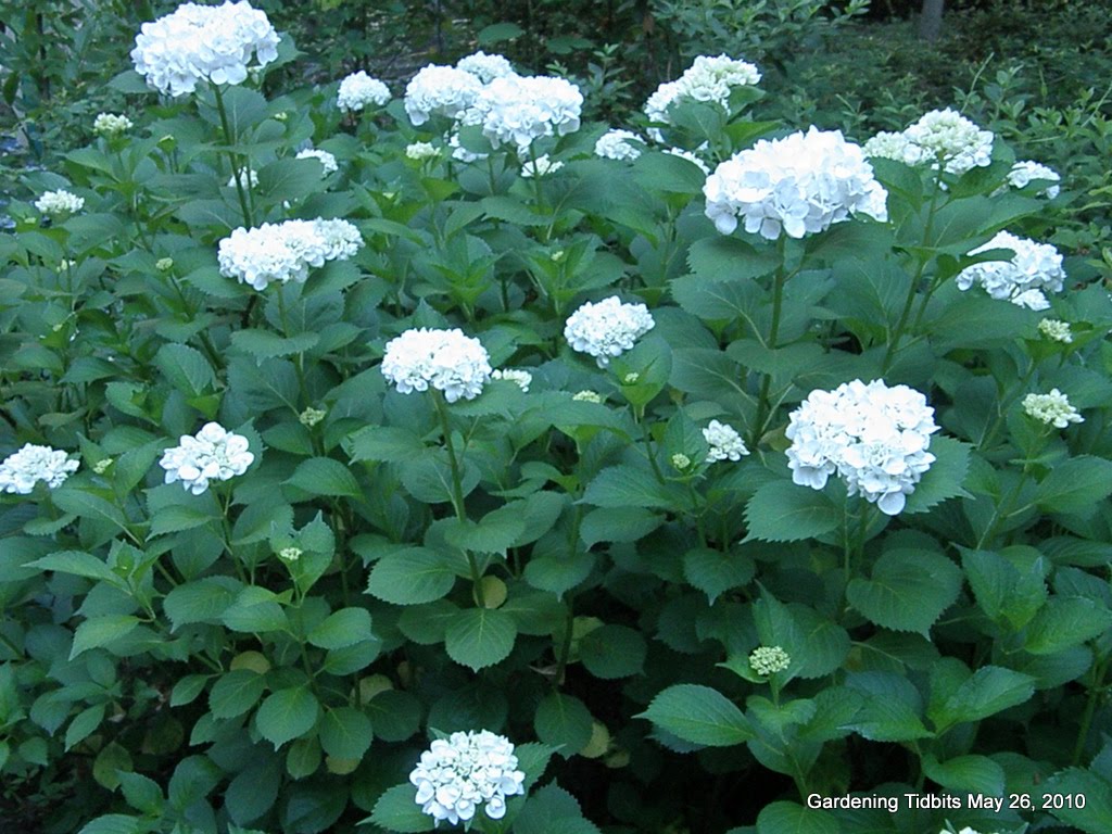Gardening Tidbits May 2010
