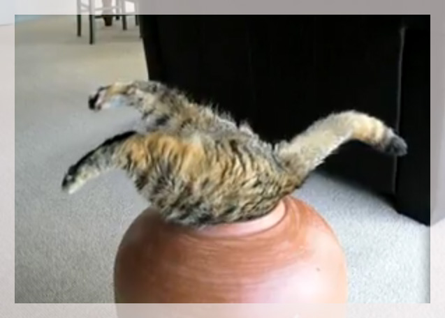 Pot Cat